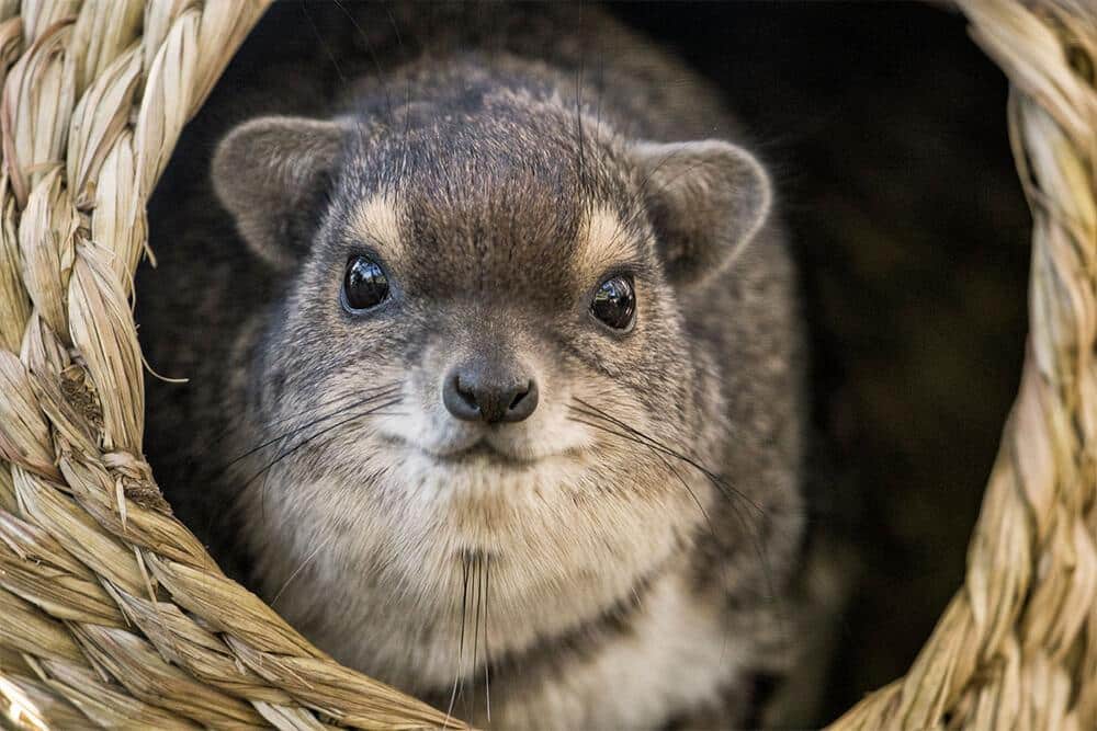 Rock_Hyrax