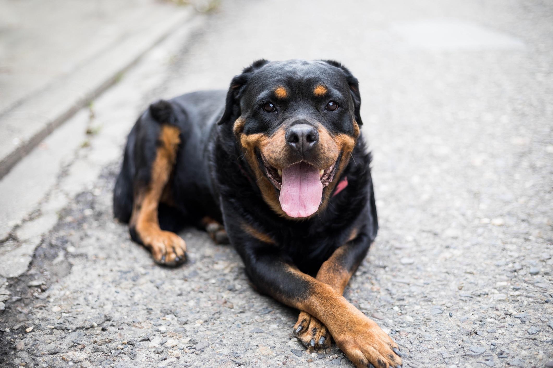 Rottweiler_Dog_Breed