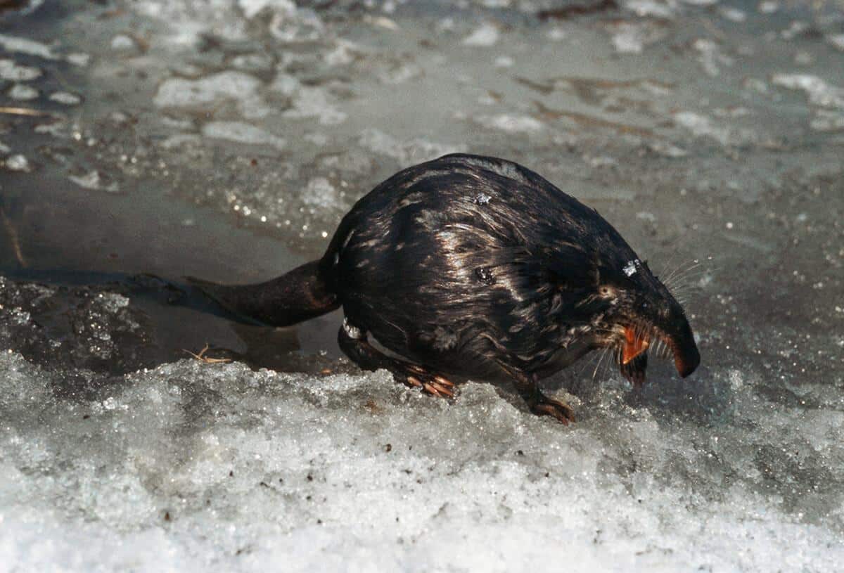 Russian_Desman_Aquatic_Mole