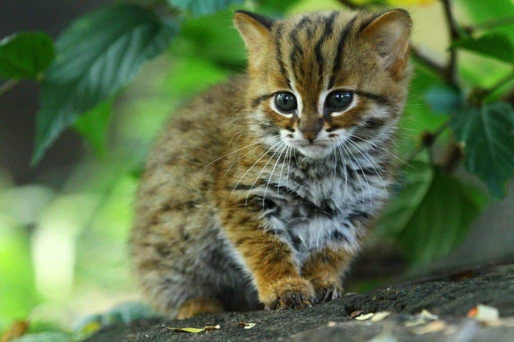 Rusty-spotted_cat