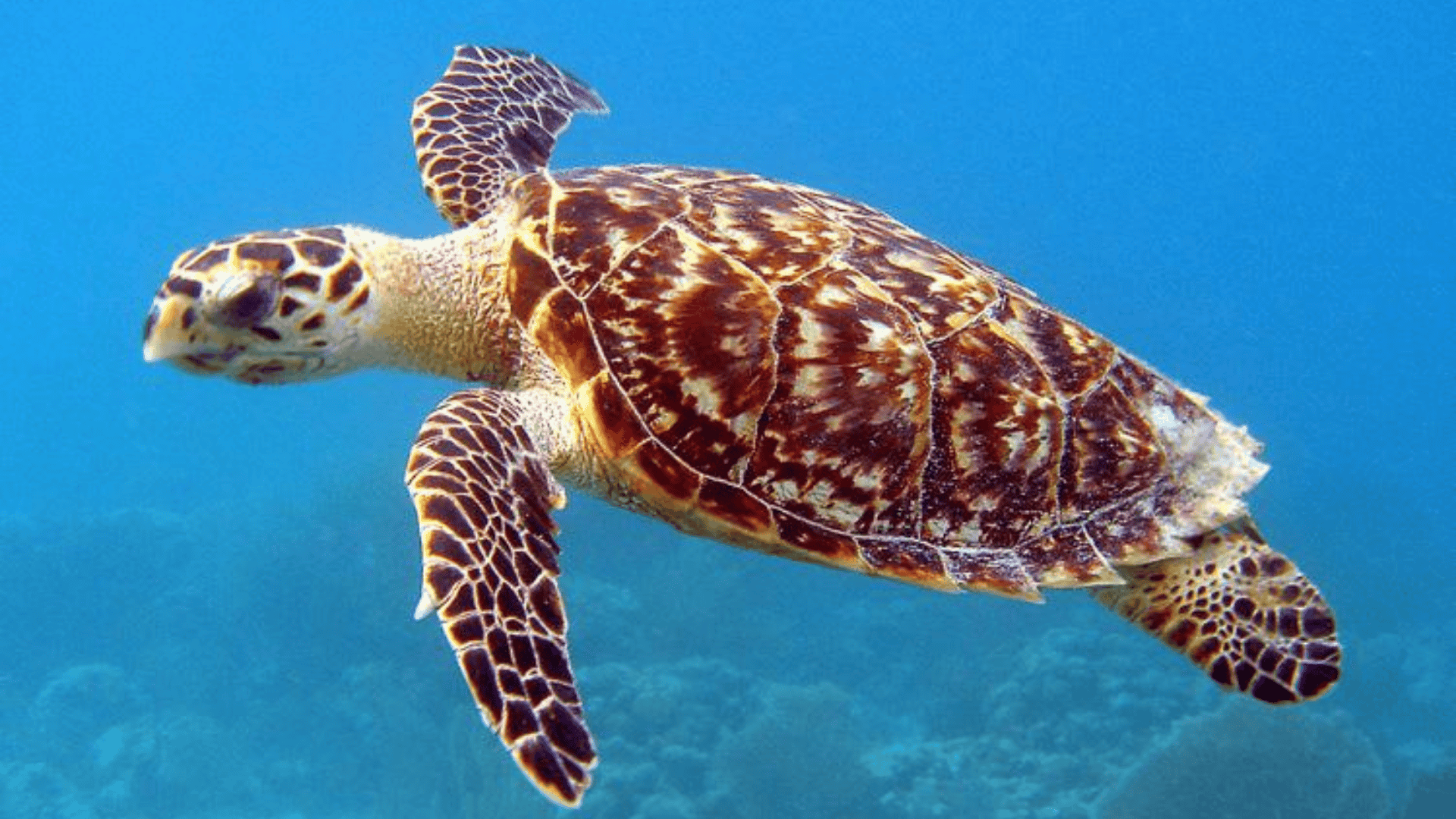 Sea_Turtle
