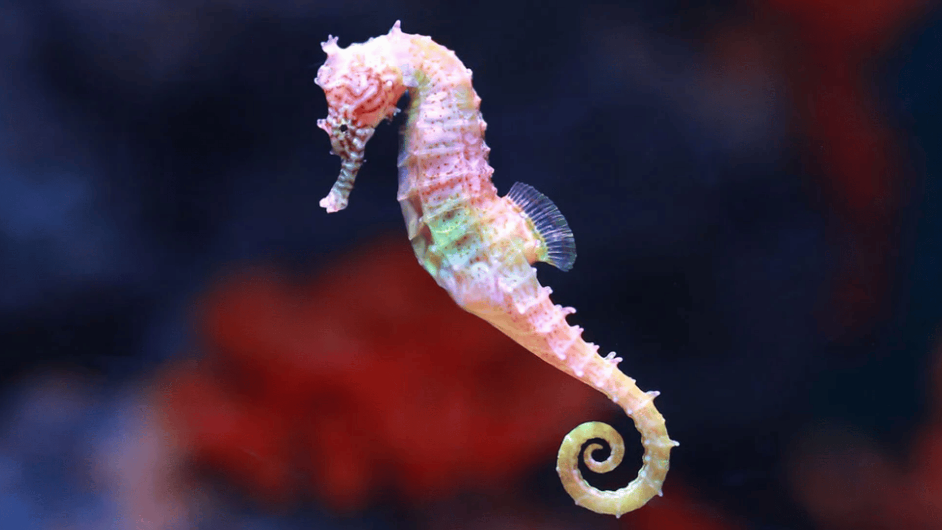 Seahorse