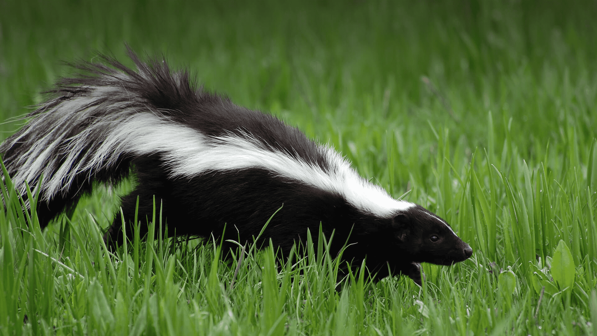Skunk