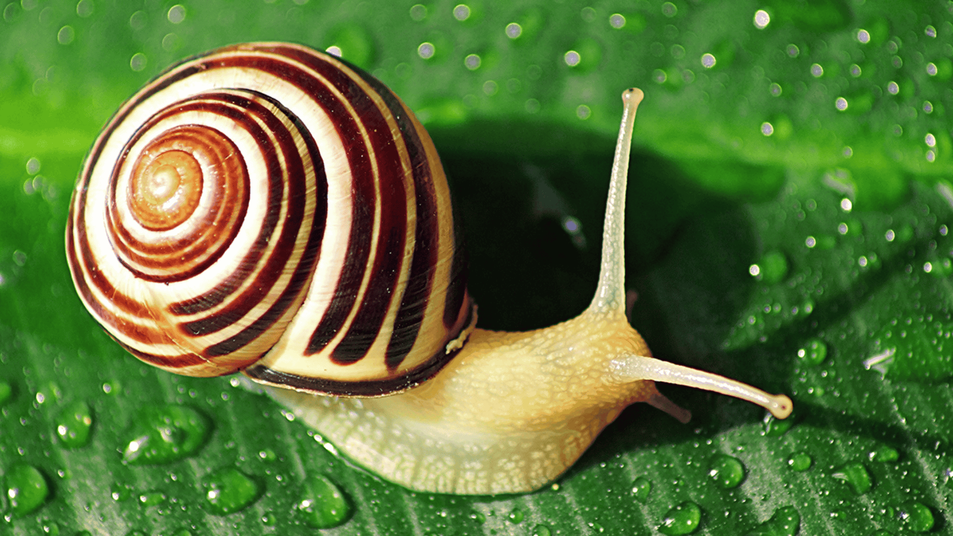 Snail