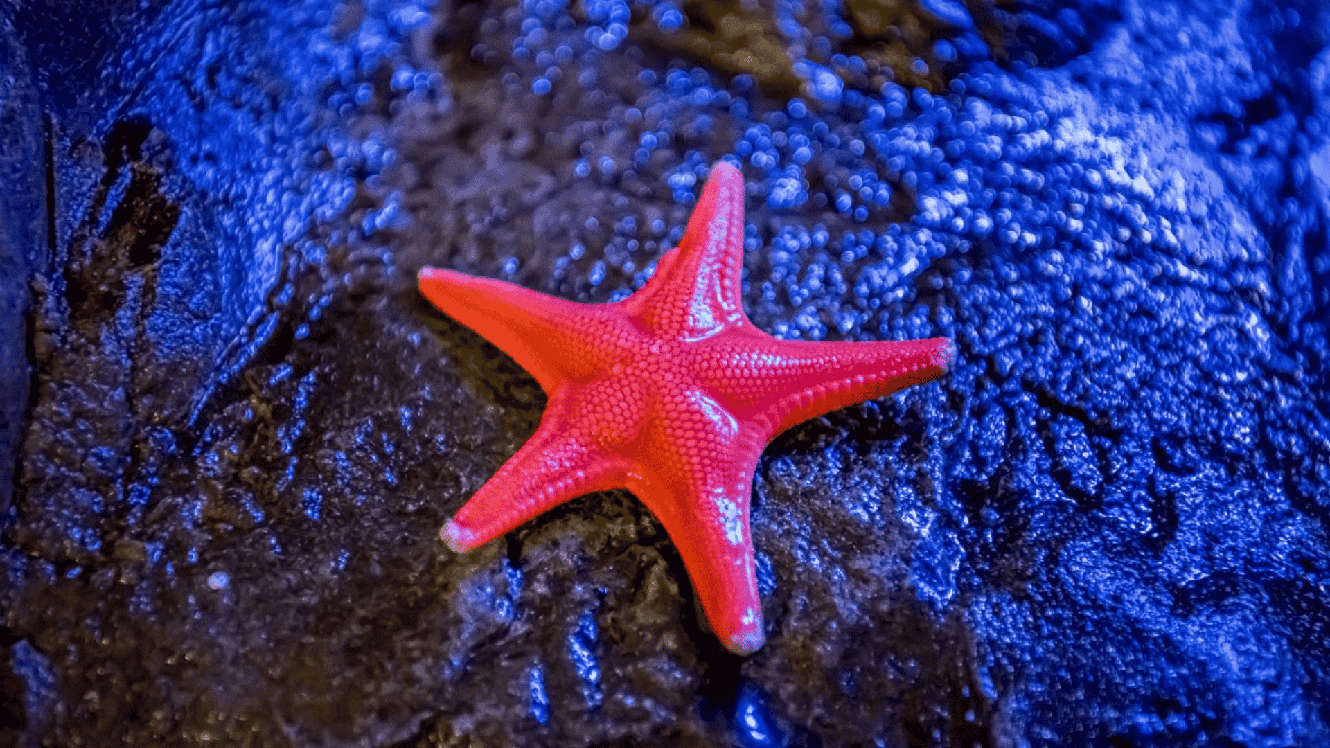 Starfish