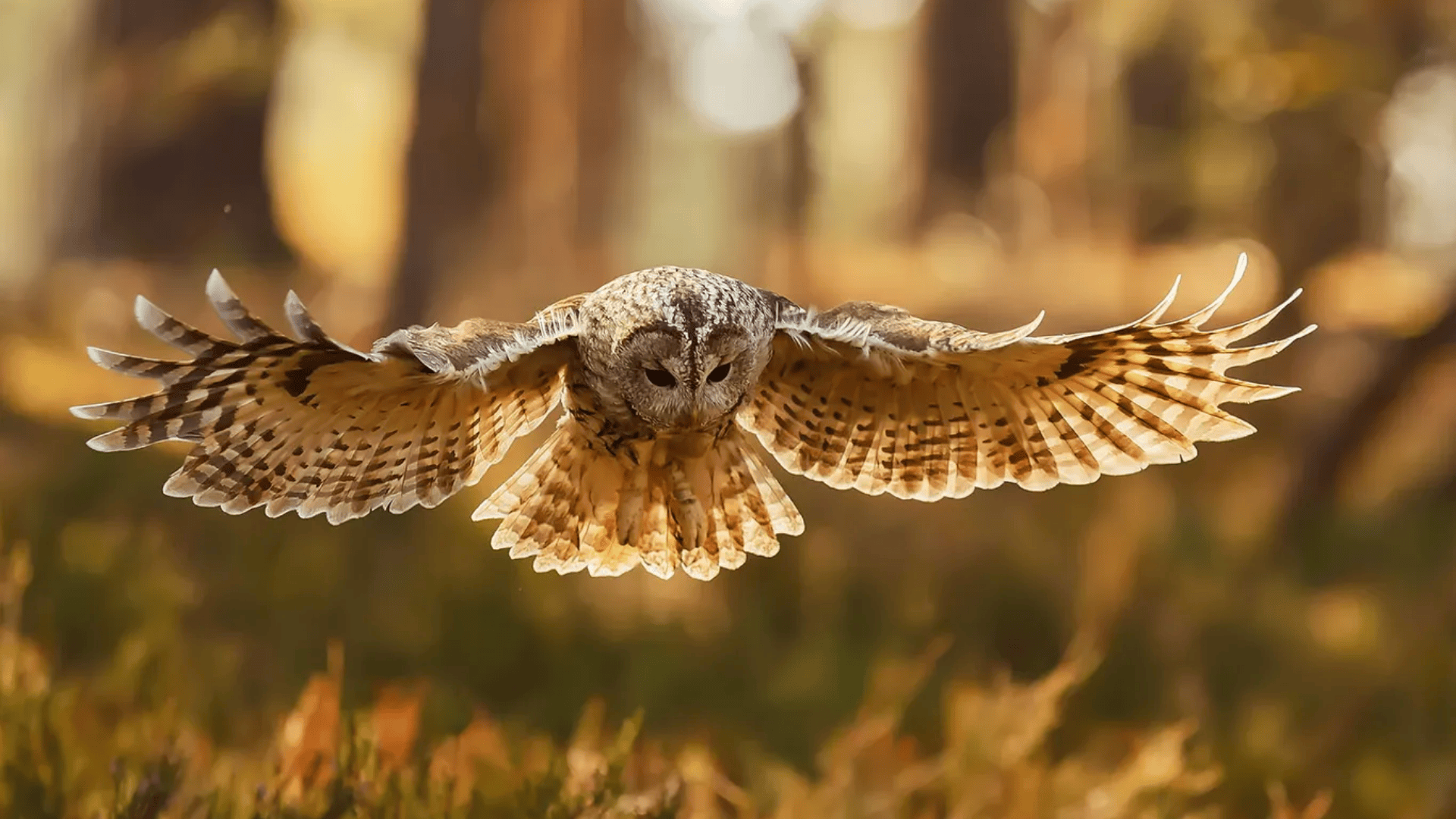 T-11_Tawny_Owl