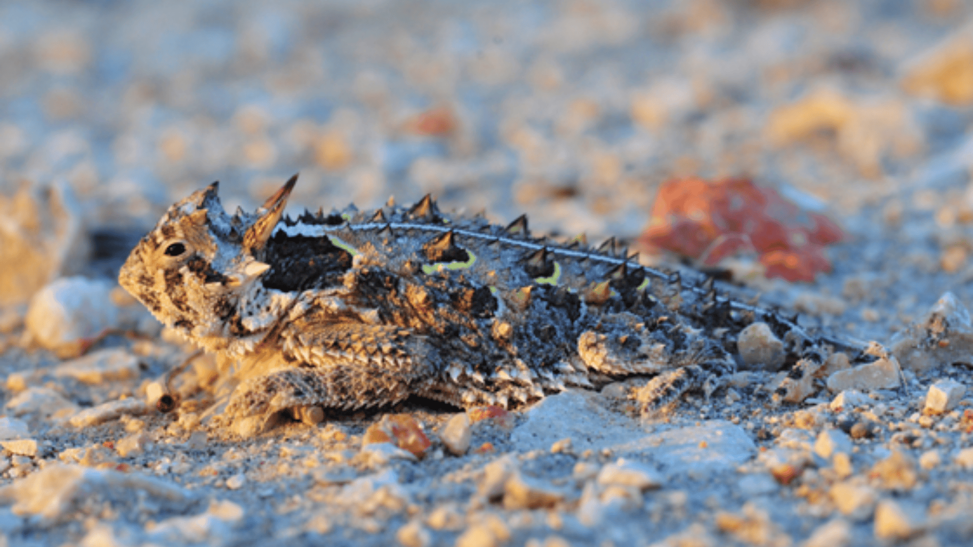 T-12_Texas_Horned_Lizard