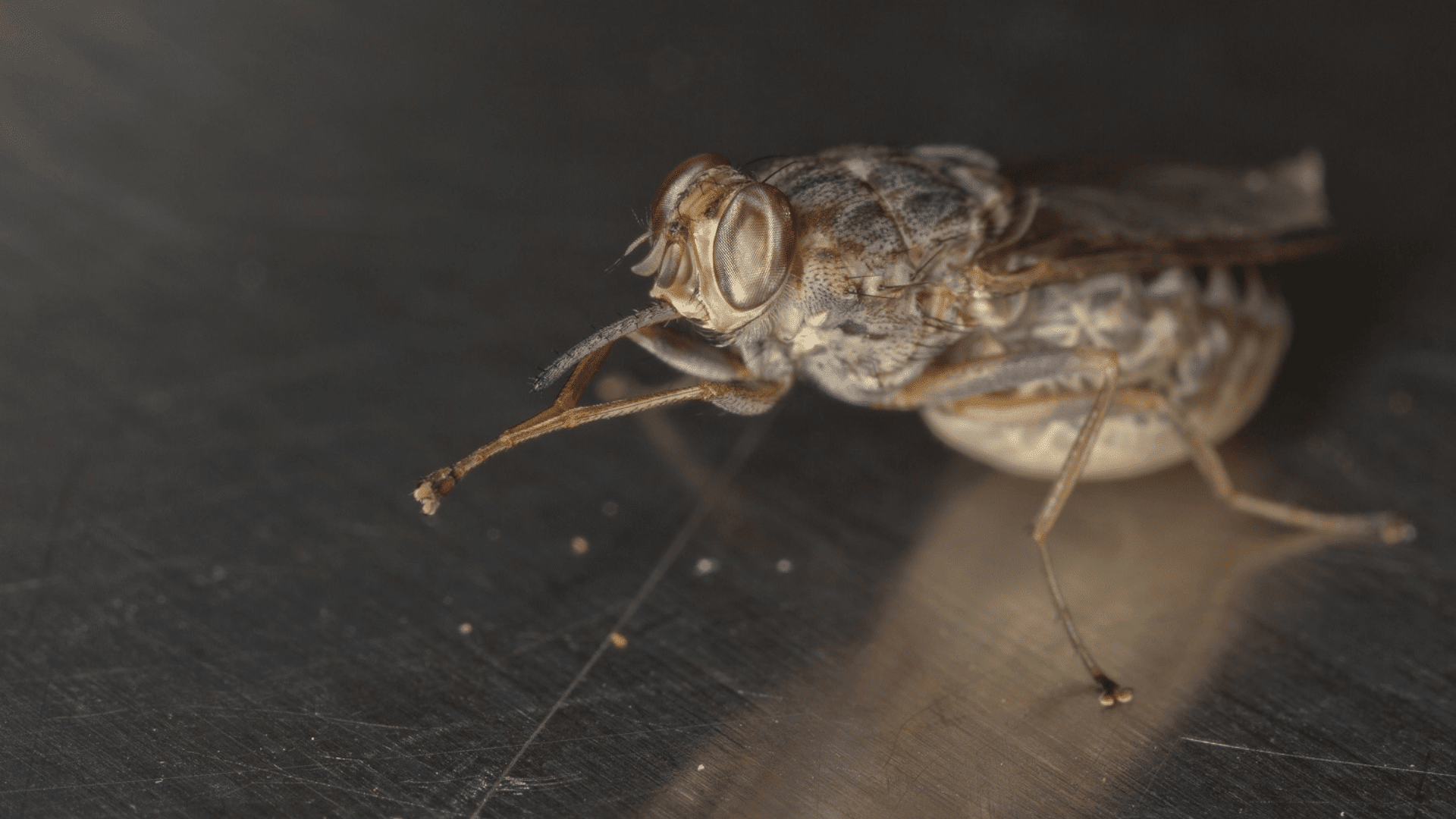 T-14_Tsetse_Fly