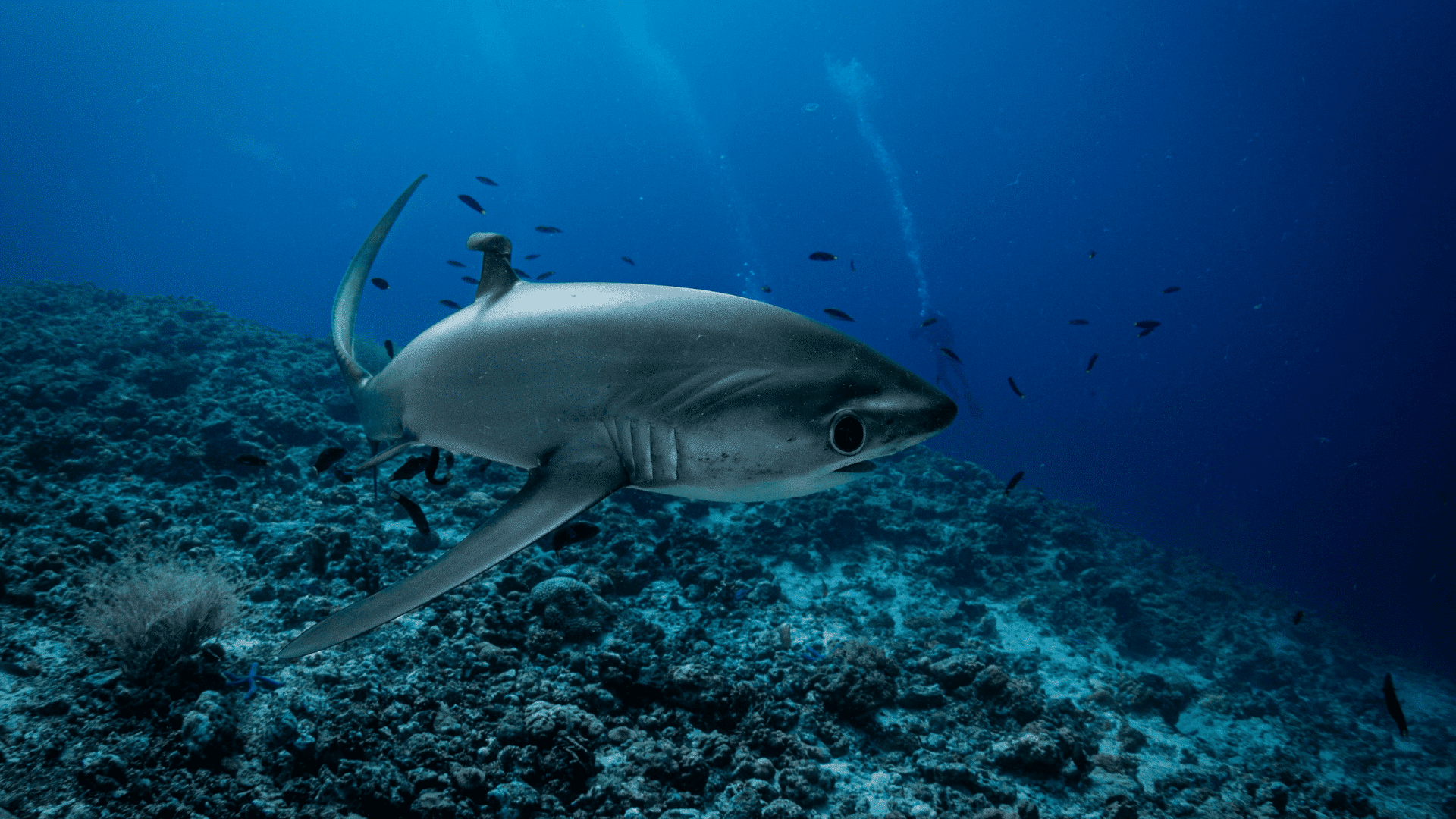 T-15_Thresher_Shark