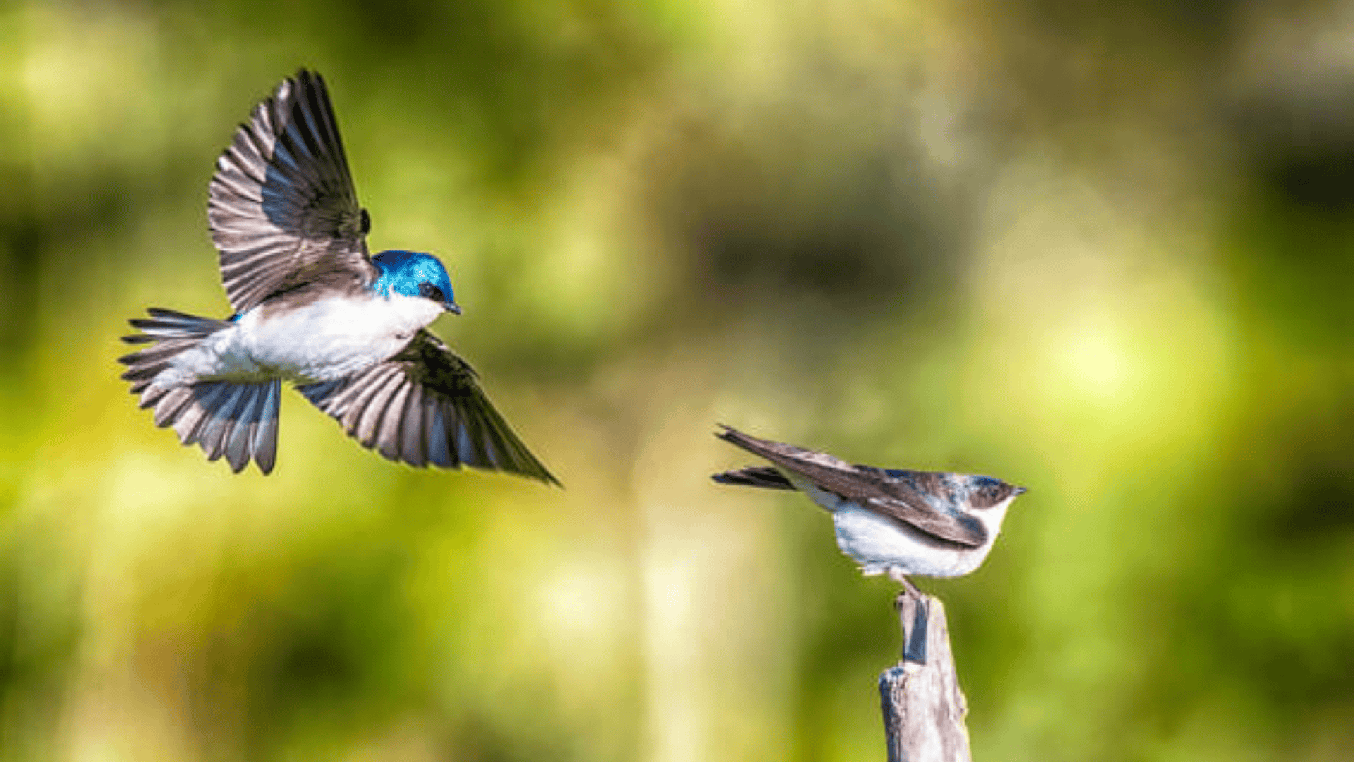 T-16_Tree_Swallow