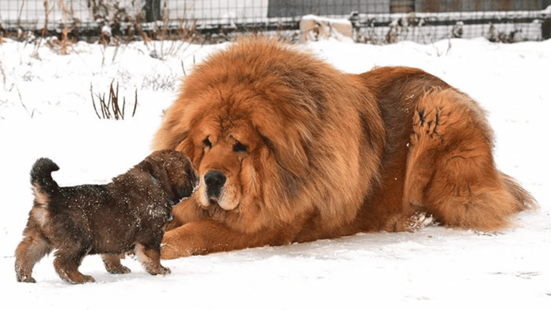T-17_Tibetan_Mastiff
