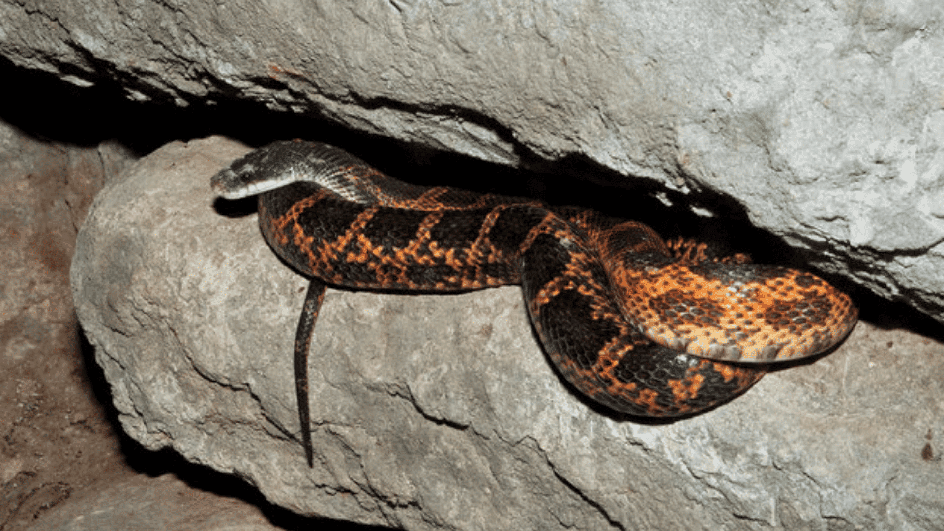 T-18_Texas_Rat_Snake