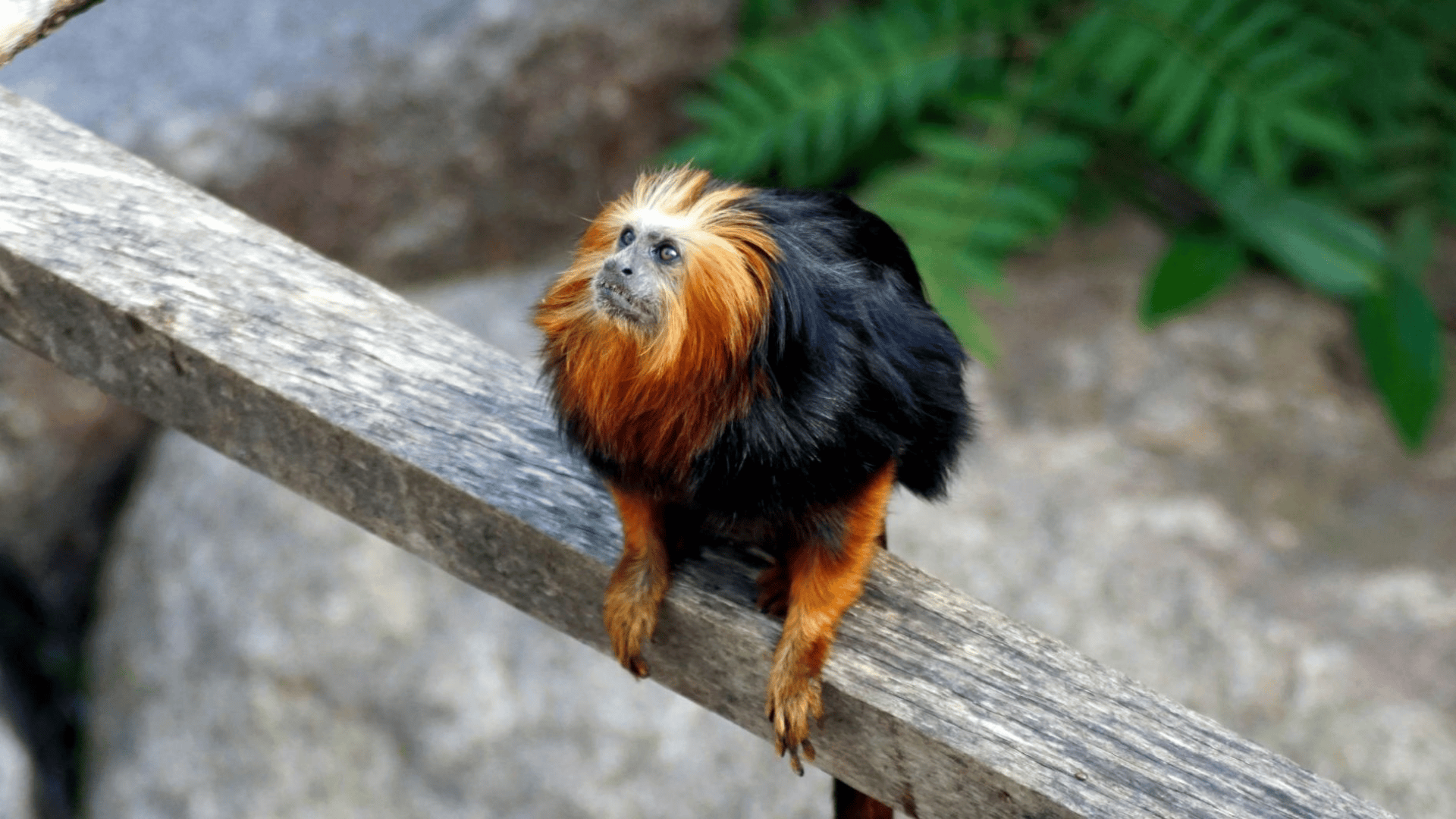 T-19_Tamarin_Monkey