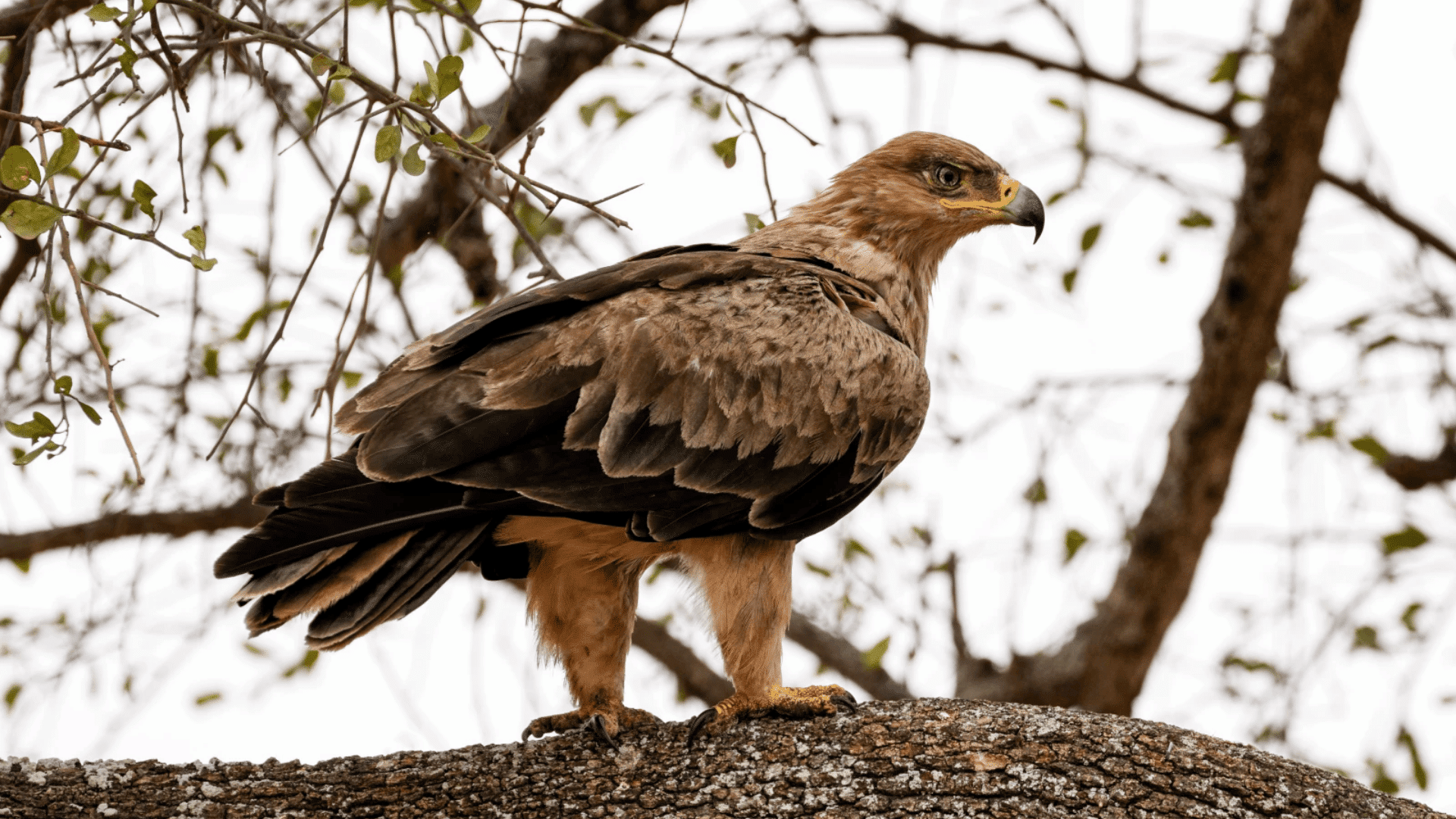 T-20_Tawny_Eagle