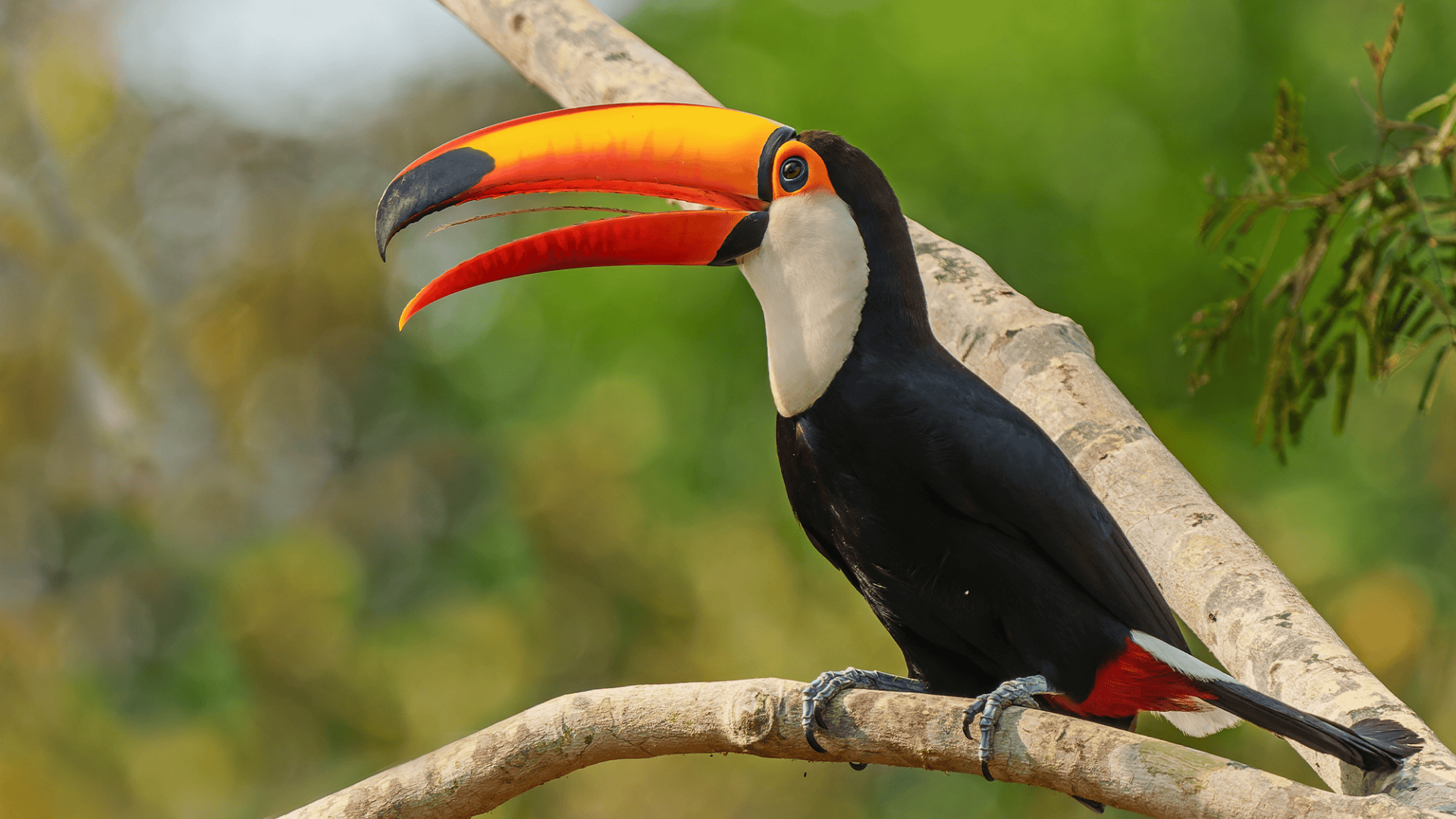 T-2_Toucan