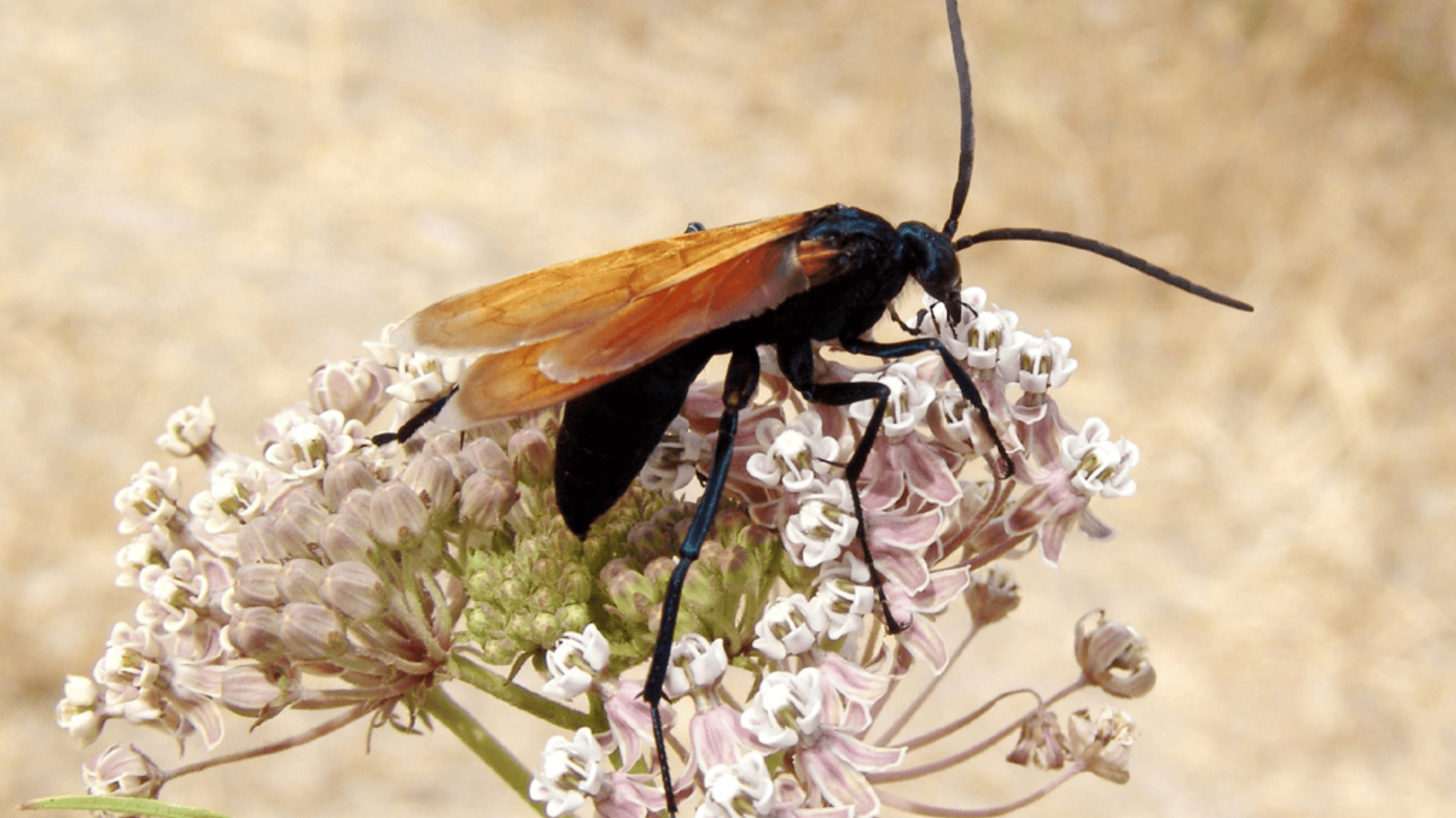 T-9_Tarantula_Hawk