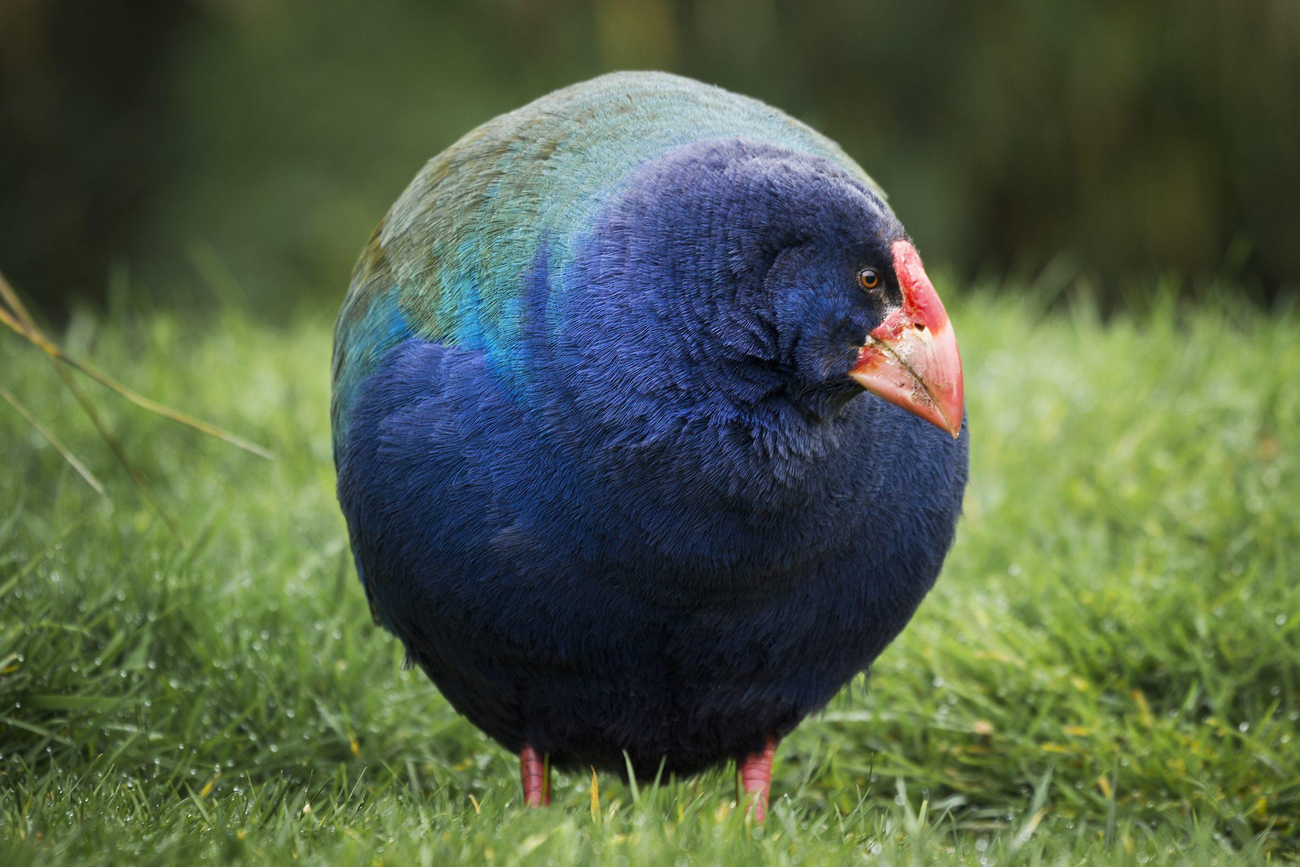 Takahe