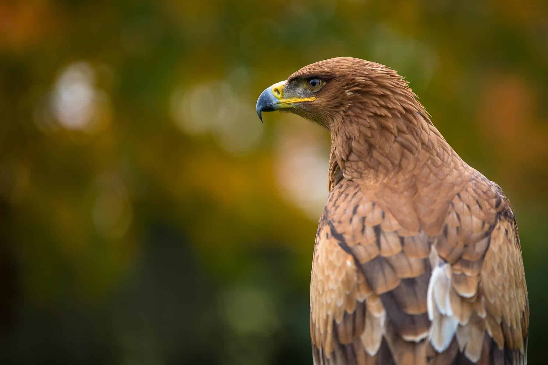Tawny_Eagle
