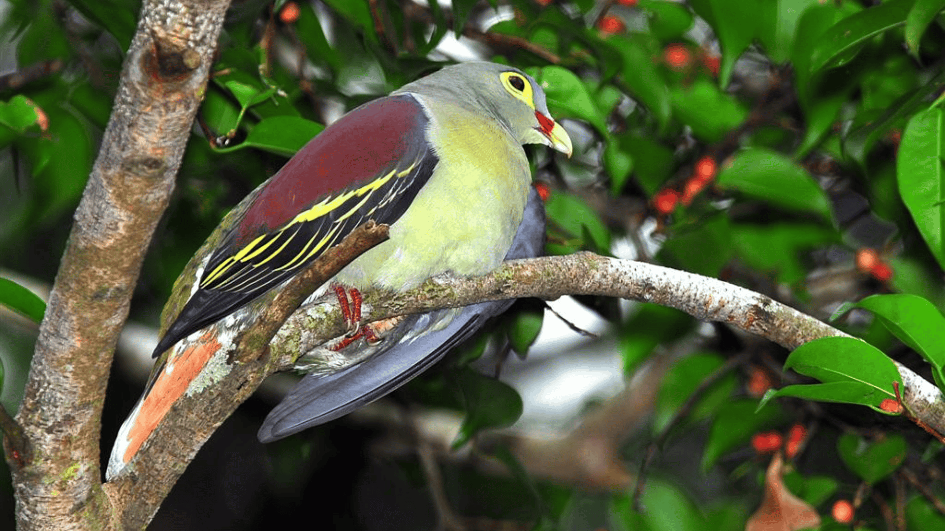 Timor_Green_Pigeon