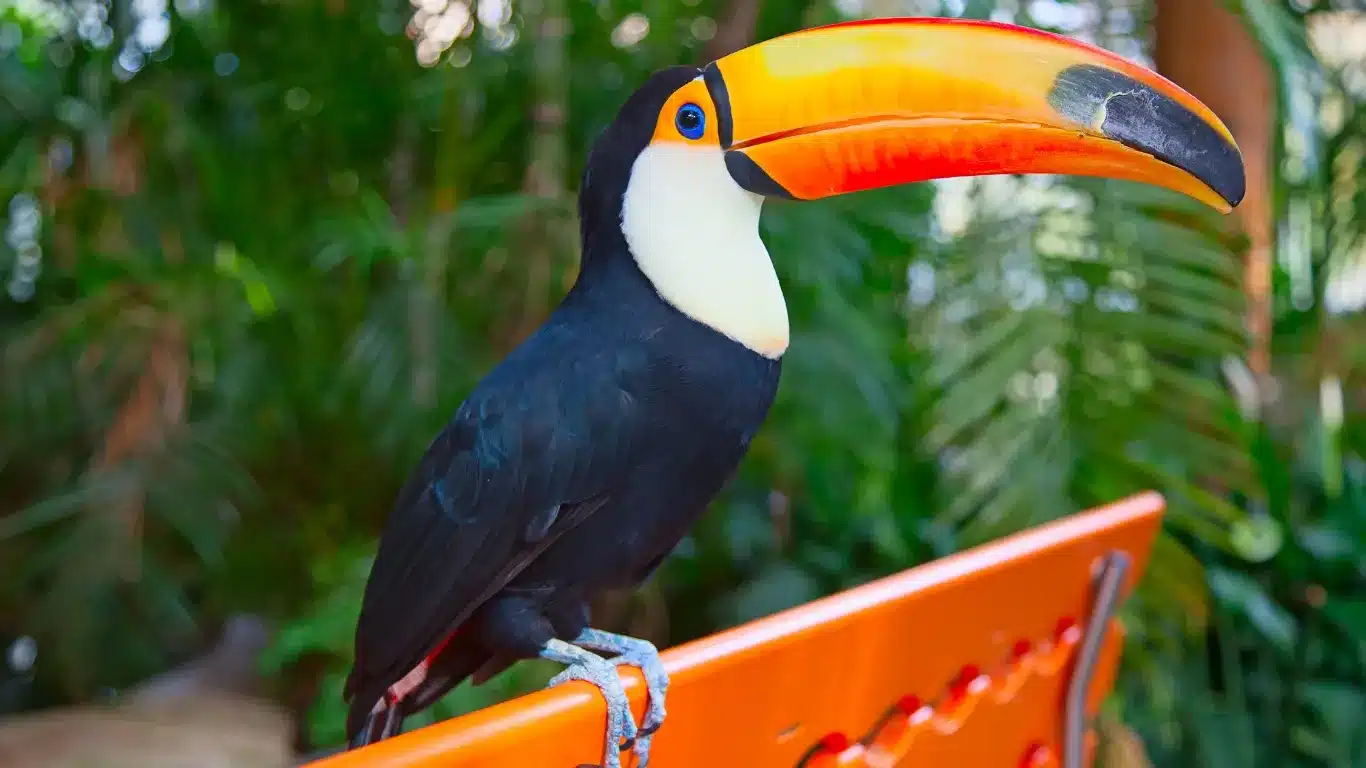 Toco_Toucan