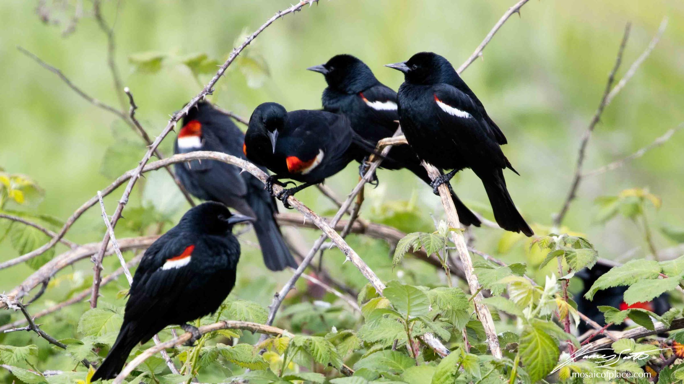 Tricolored_Blackbird