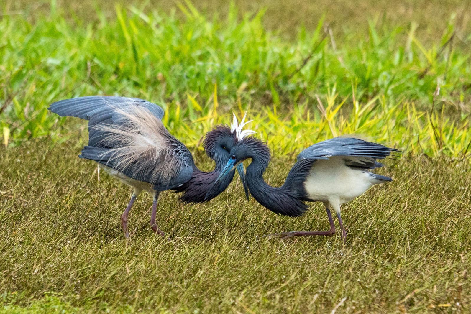 Tricolored_Heron