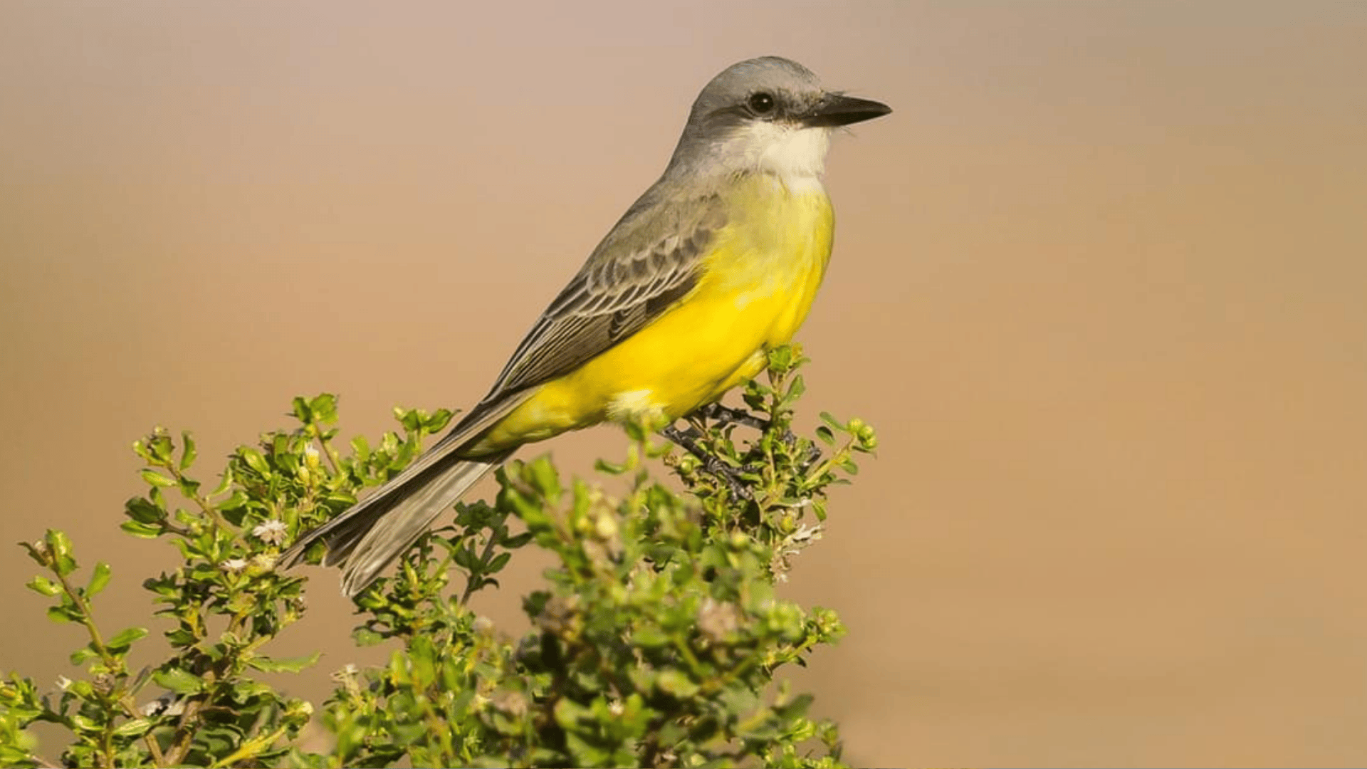 Tropical_Kingbird