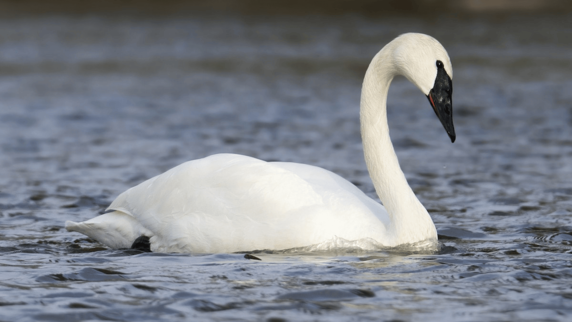 Trumpeter_Swan