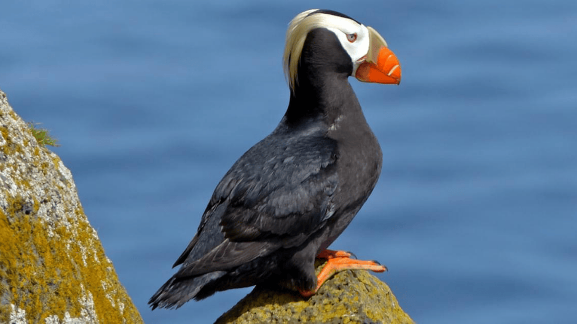 Tufted_Puffin