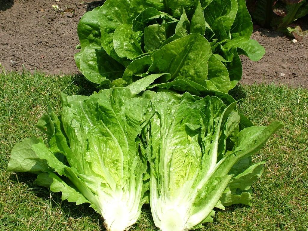 Valmaine_Lettuce