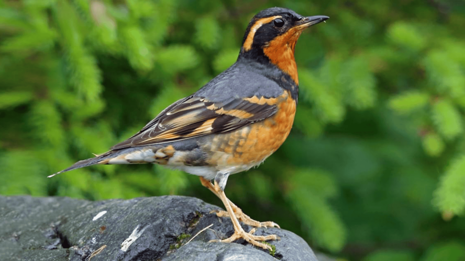Varied_Thrush