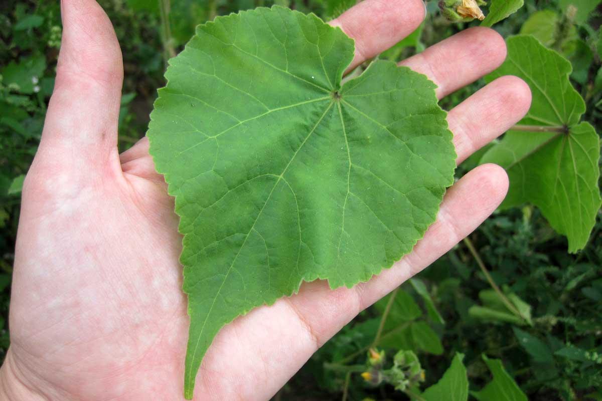 Velvetleaf
