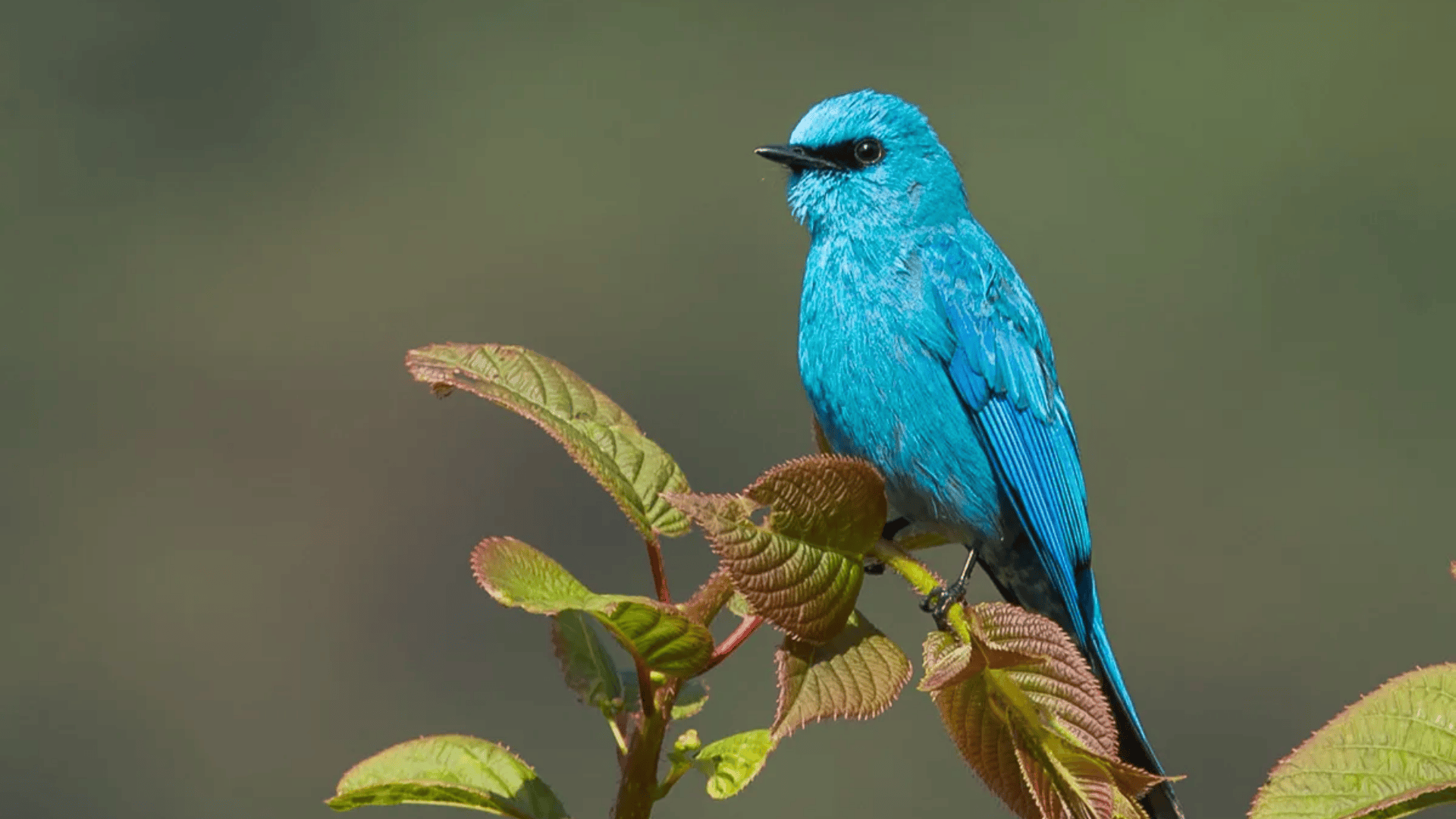 Verditer_Flycatcher