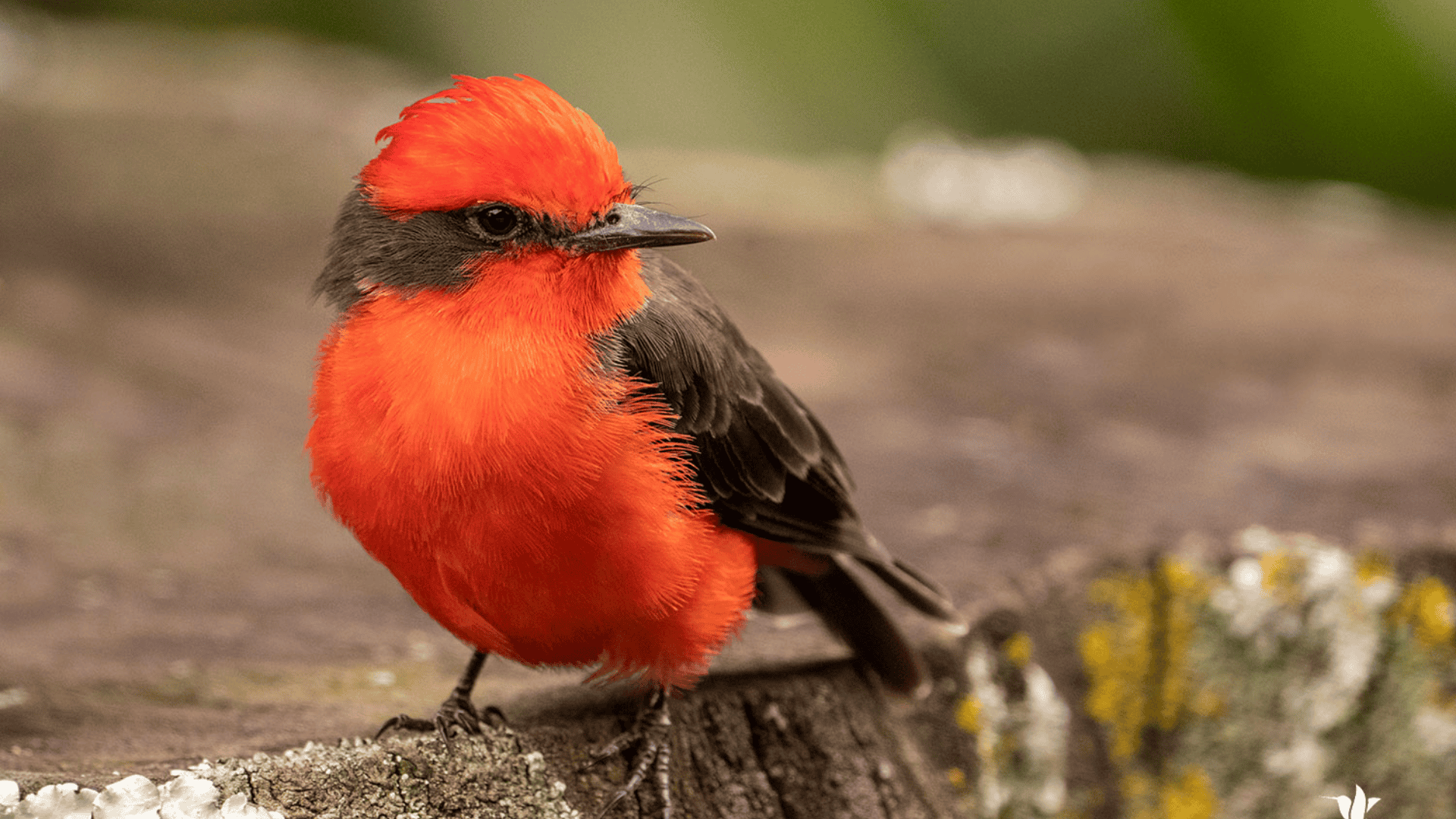 Vermilion_Flycatcher
