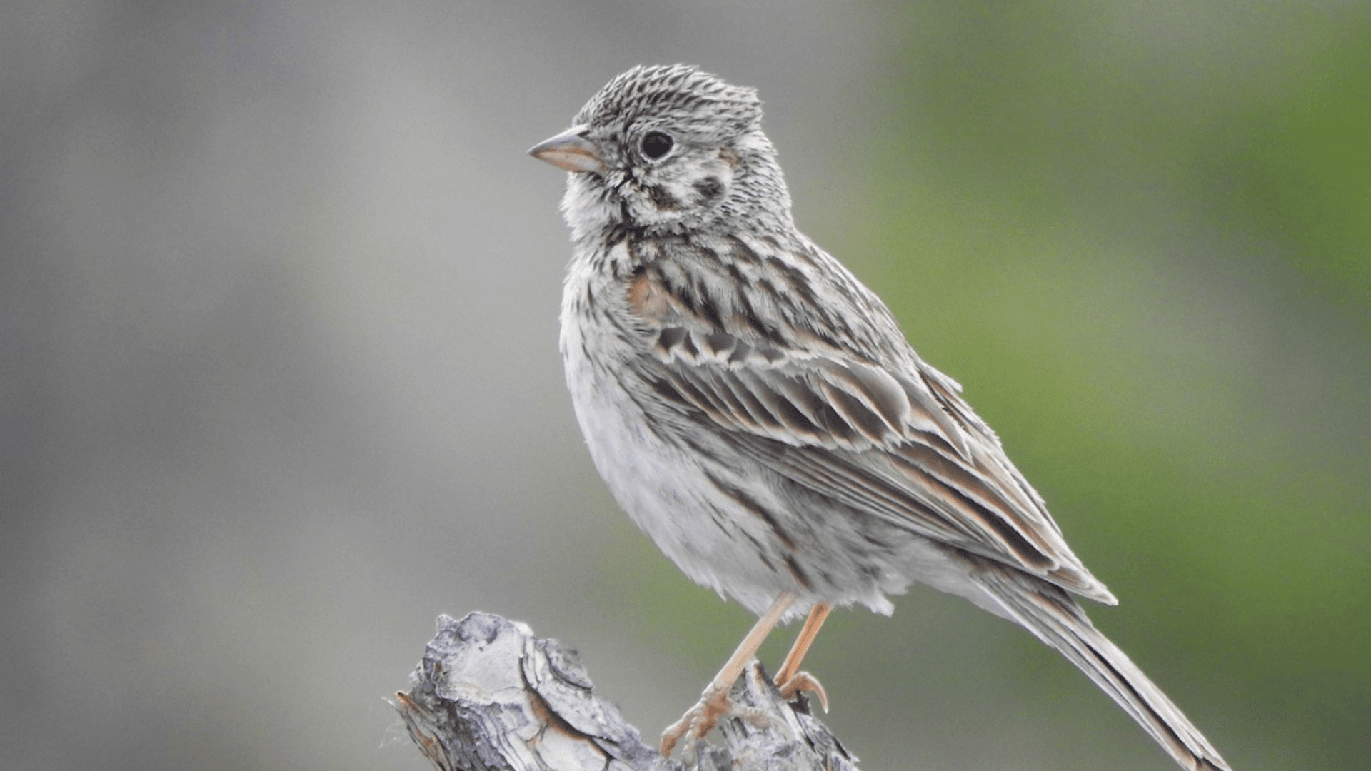 Vesper_Sparrow