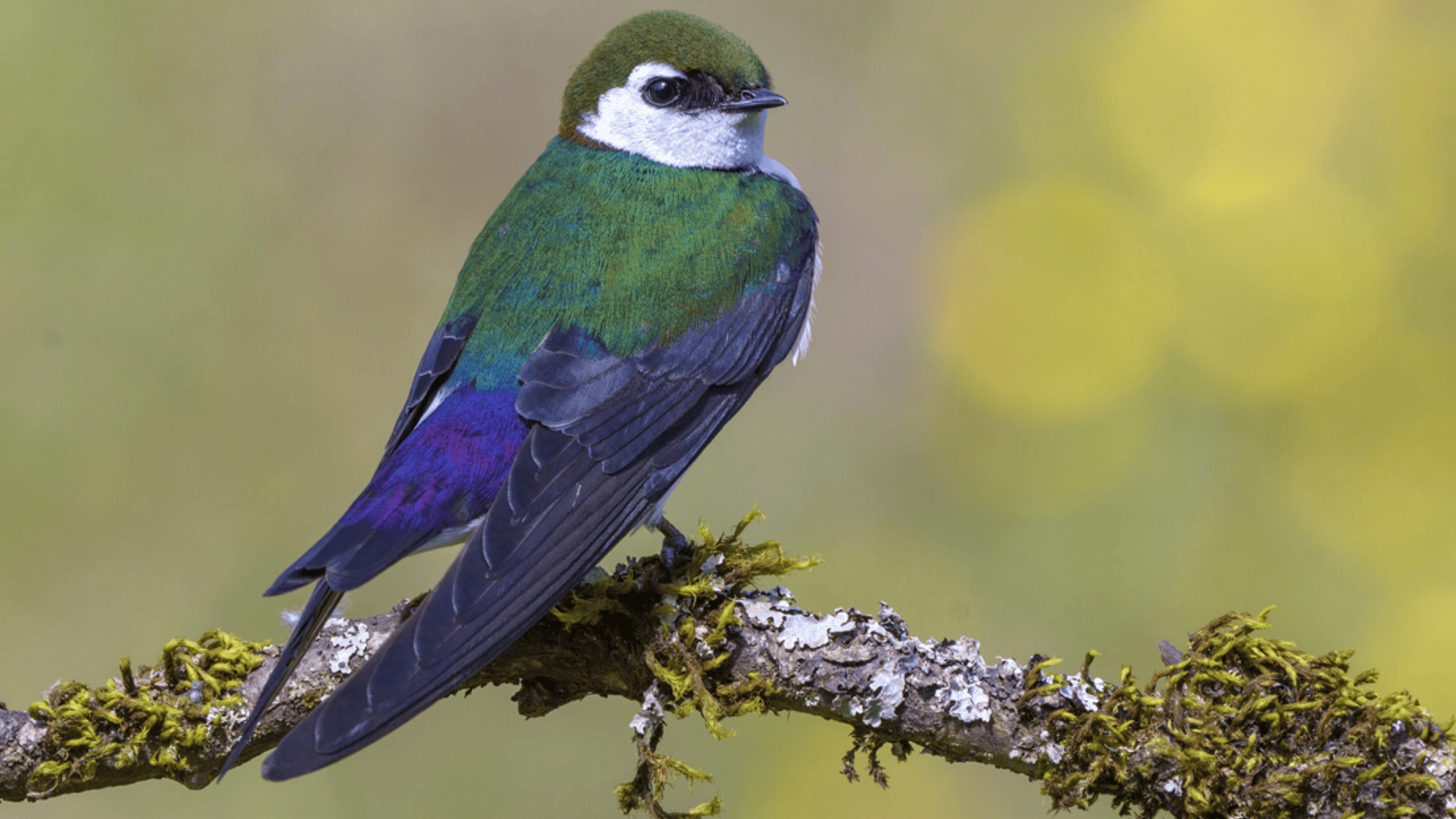 Violet-green_Swallow