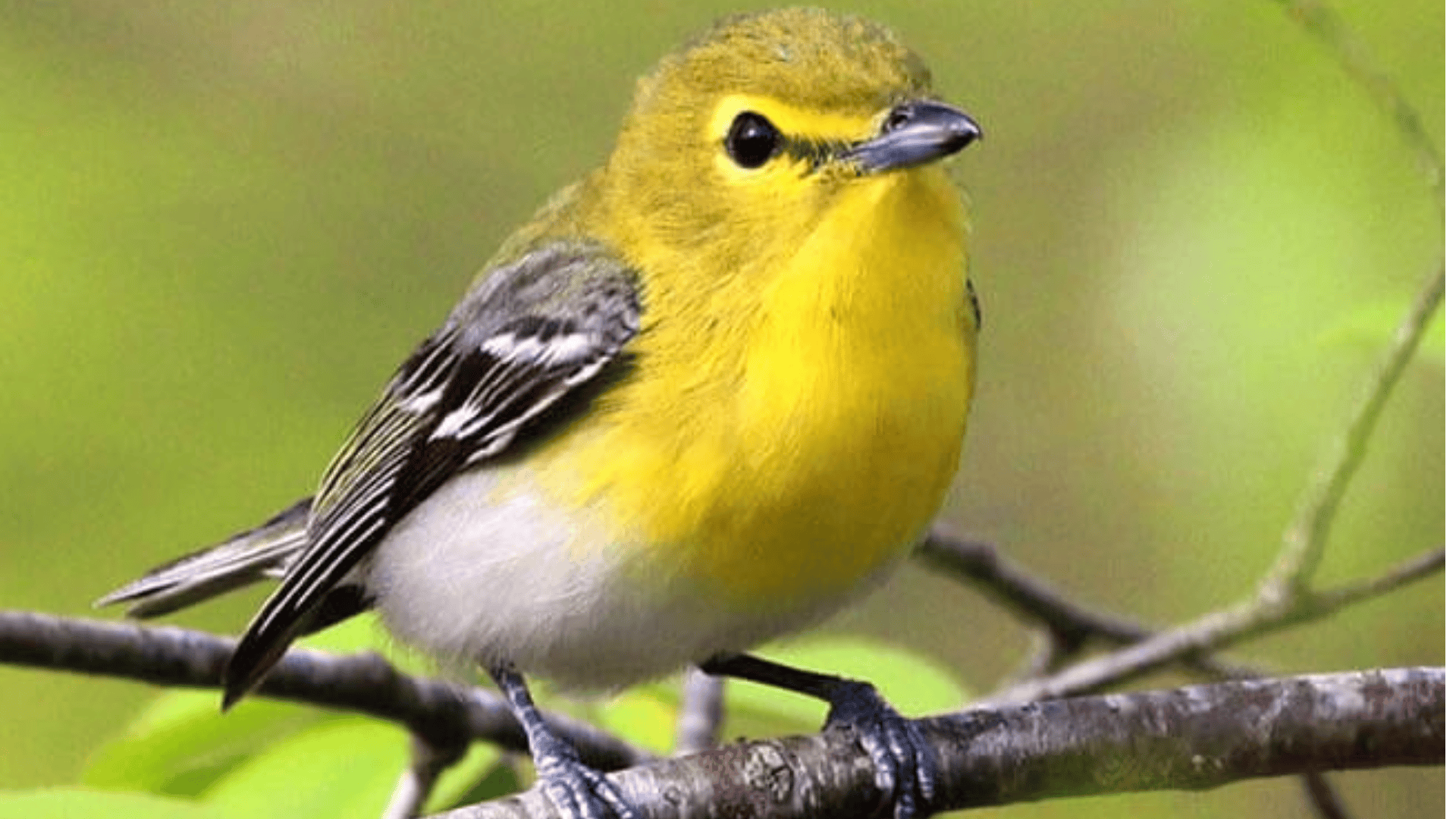 Vireo_various_species