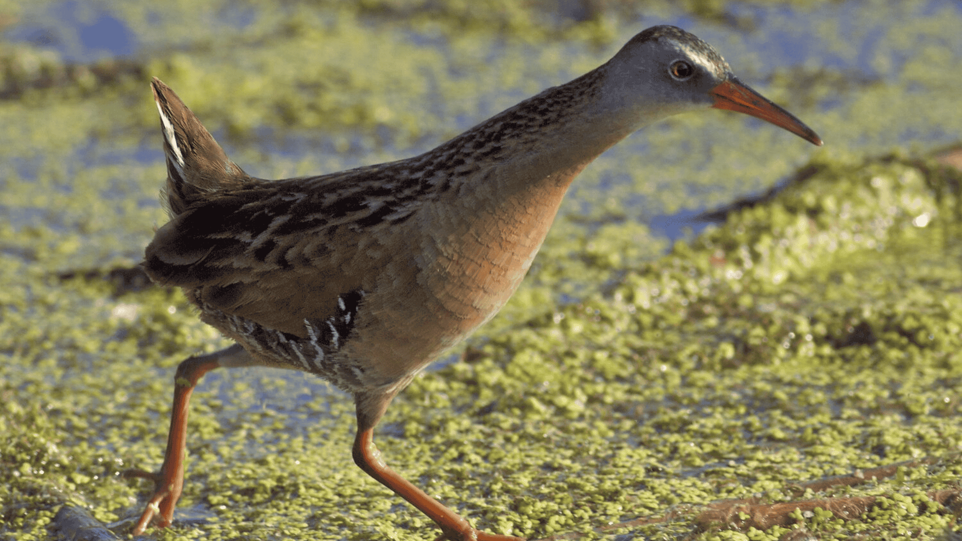 Virginia_Rail