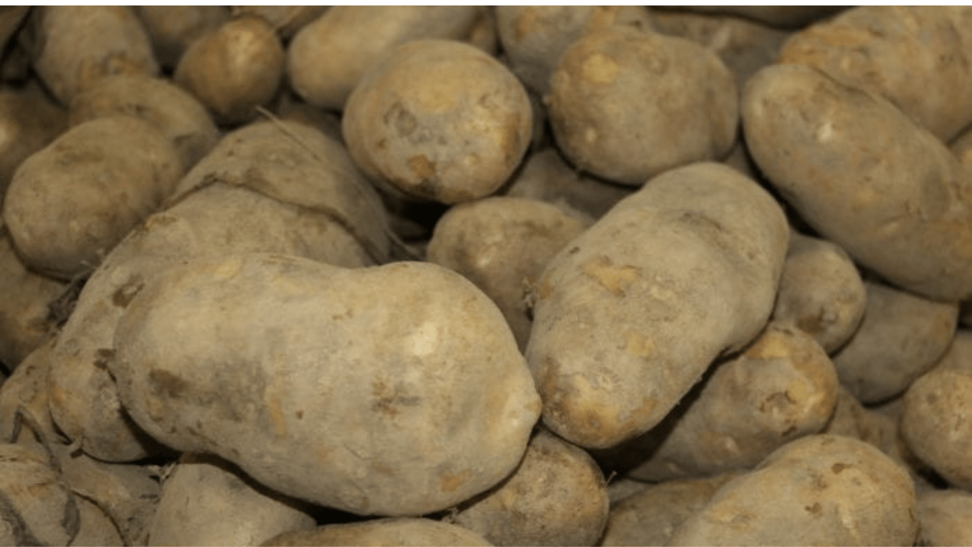 Volunteer_Potatoes