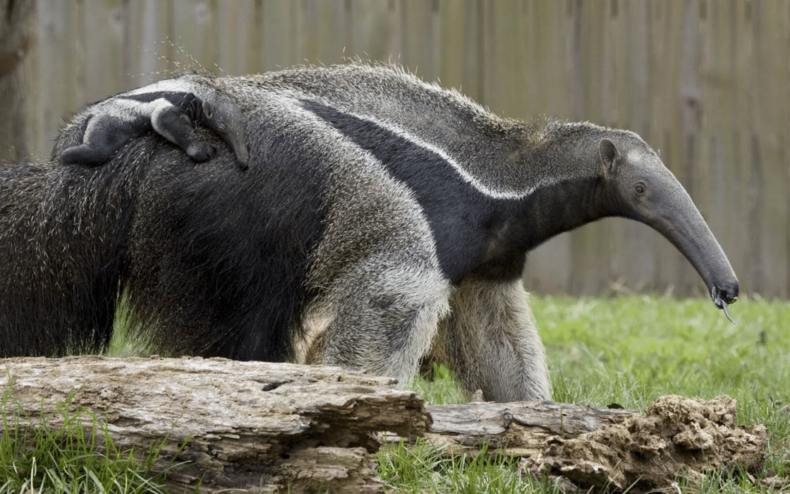 Xenarthra