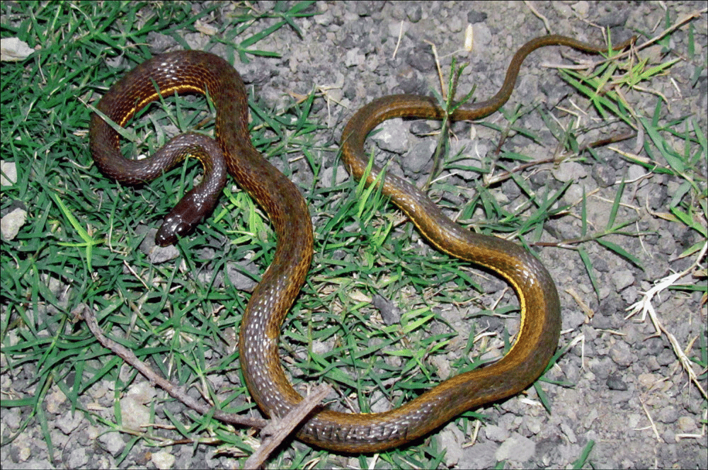 Xenochrophis