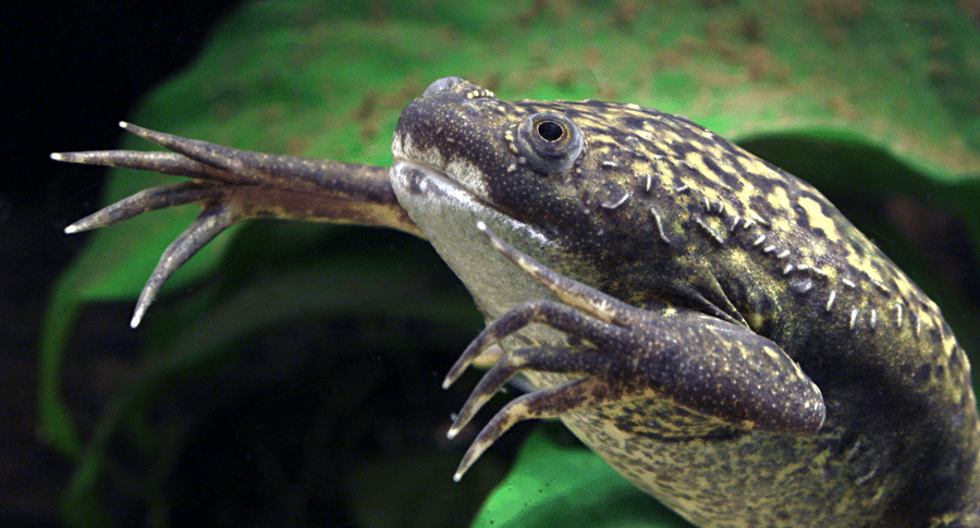 Xenopus