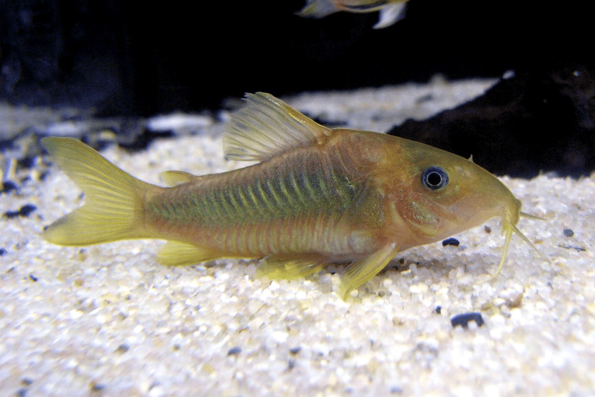Xingu_Corydoras