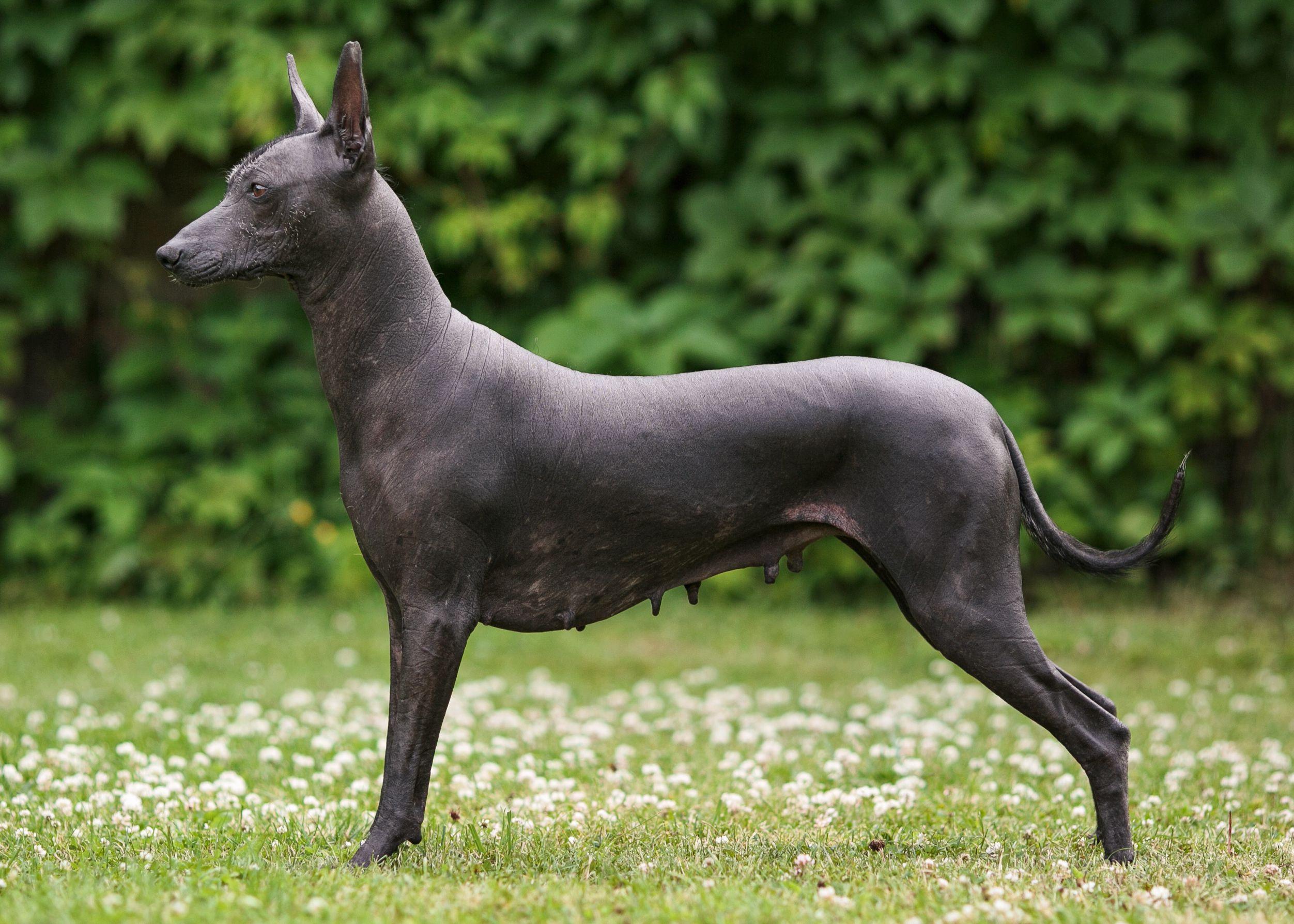 Xoloitzcuintli
