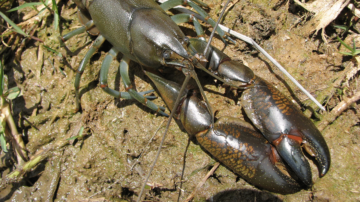 Yabby