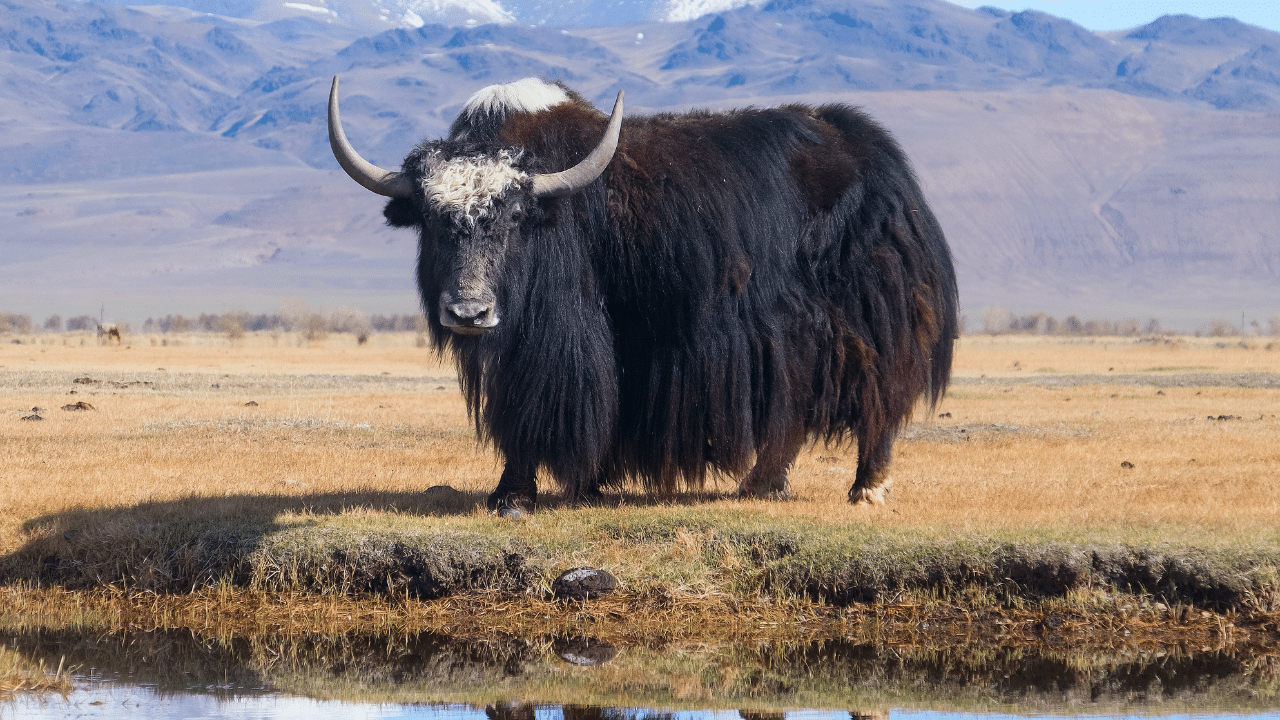 Yak