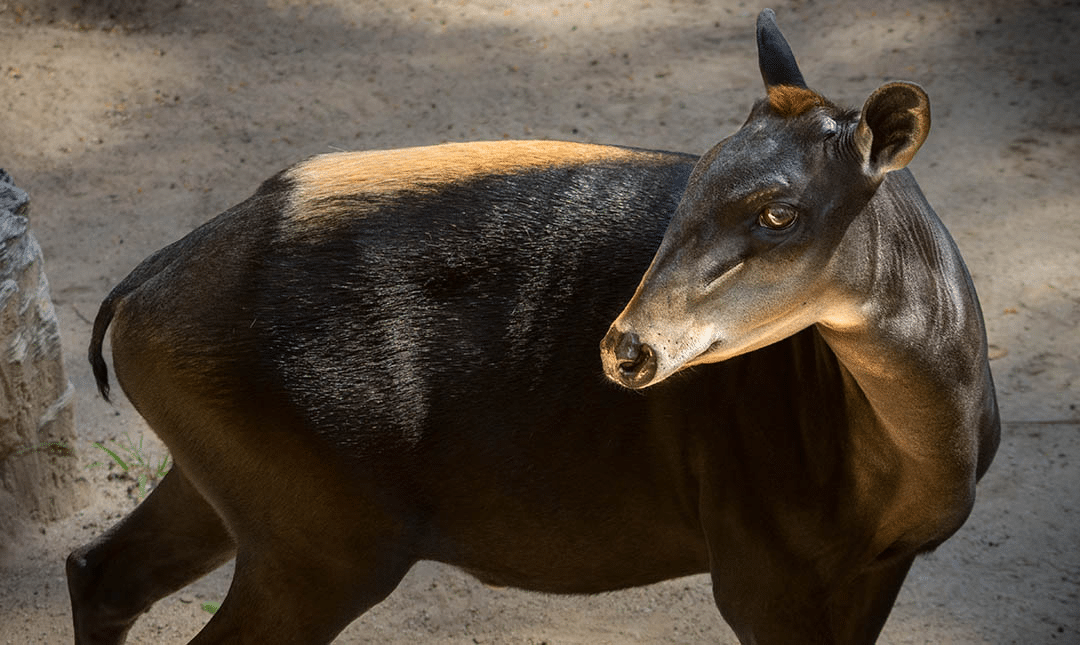 Yellow-Backed_Duiker