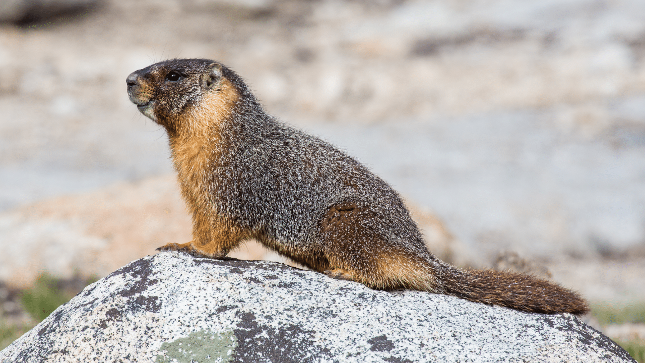 Yellow-Bellied_Marmot
