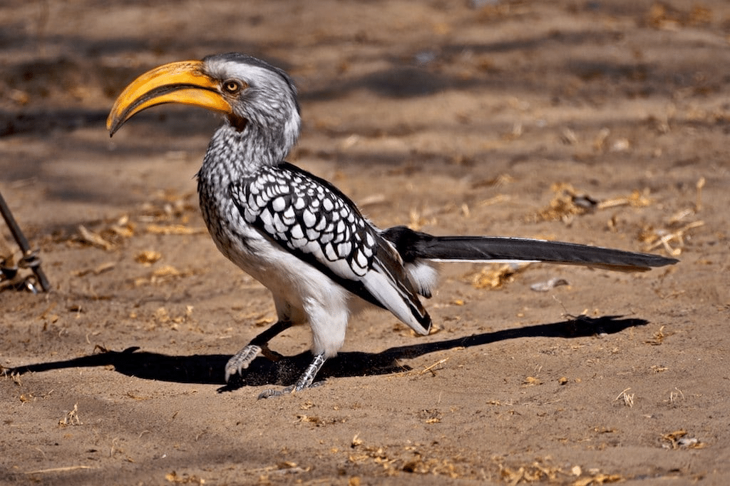 Yellow-Billed_Hornbill