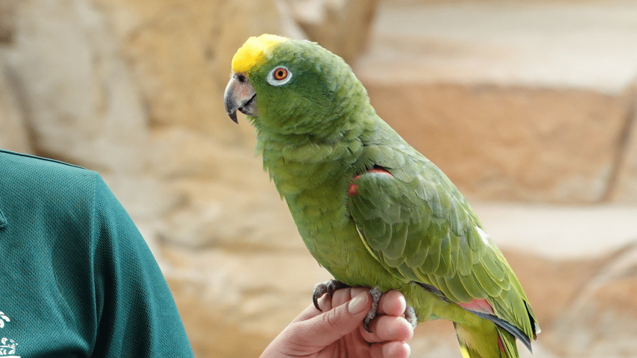 Yellow-Crowned_Amazon